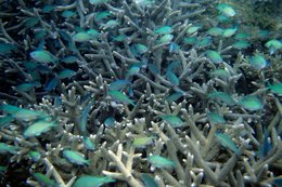 Comoros-Archipelago;-Coral;-Coral-reef;-Fish;-France;-Indian-Ocean;-Kaleidos;-Kaleidos-images;-La-parole-à-limage;-Laurent-Abad;-Marine-life;-Mayotte;-Sea;-Staghorn-coral;-Stories-Pictures
